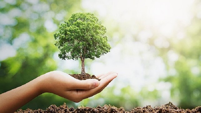 Gândește verde  - Plantează un copac